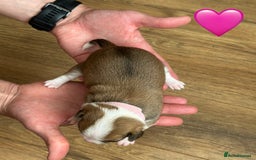 Chihuahua dogs for sale: 6 Gorgeous Chihuahua Puppies 🐶💙🩷🩷🩷🩷💙  - Image 22