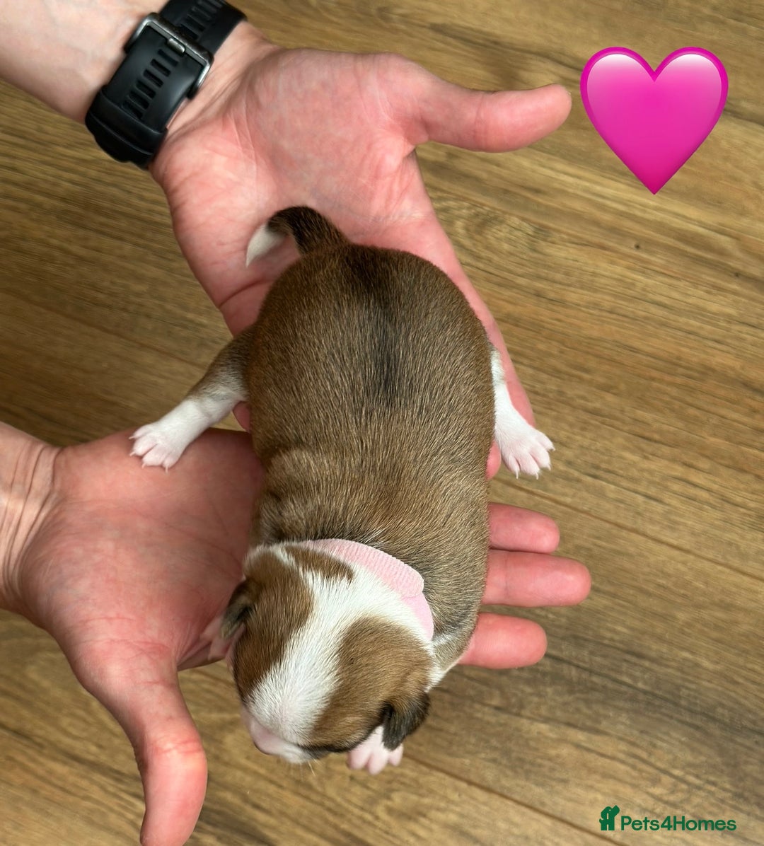 Chihuahua dogs for sale: 6 Gorgeous Chihuahua Puppies 🐶💙🩷🩷🩷🩷💙  - Image 22