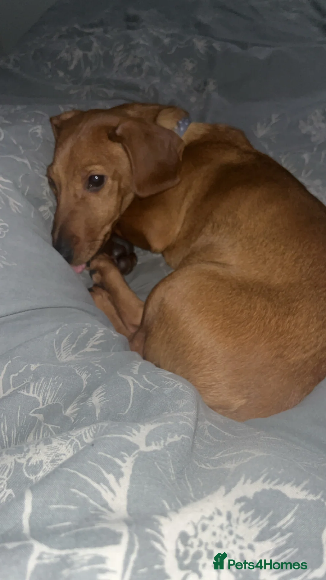 Mixed Breed dogs for sale: Dachshund cross - Advert 4
