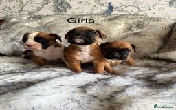 Boxer dogs for sale: Adorable Boxer Puppies - Ready Soon - Image 2