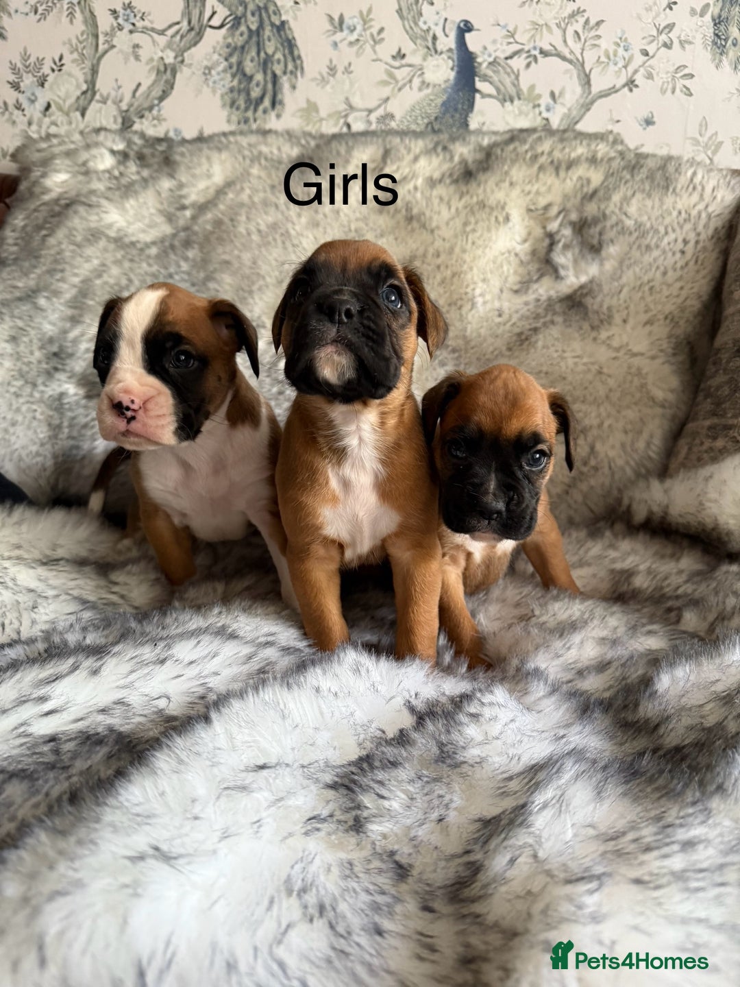 Boxer dogs for sale: Adorable Boxer Puppies - Ready Soon - Image 2