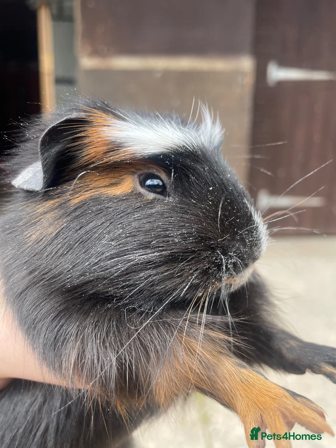 Guinea Pig rodents for sale: Beautiful Baby Guinea Pig Boy Pairs  - Advert 12
