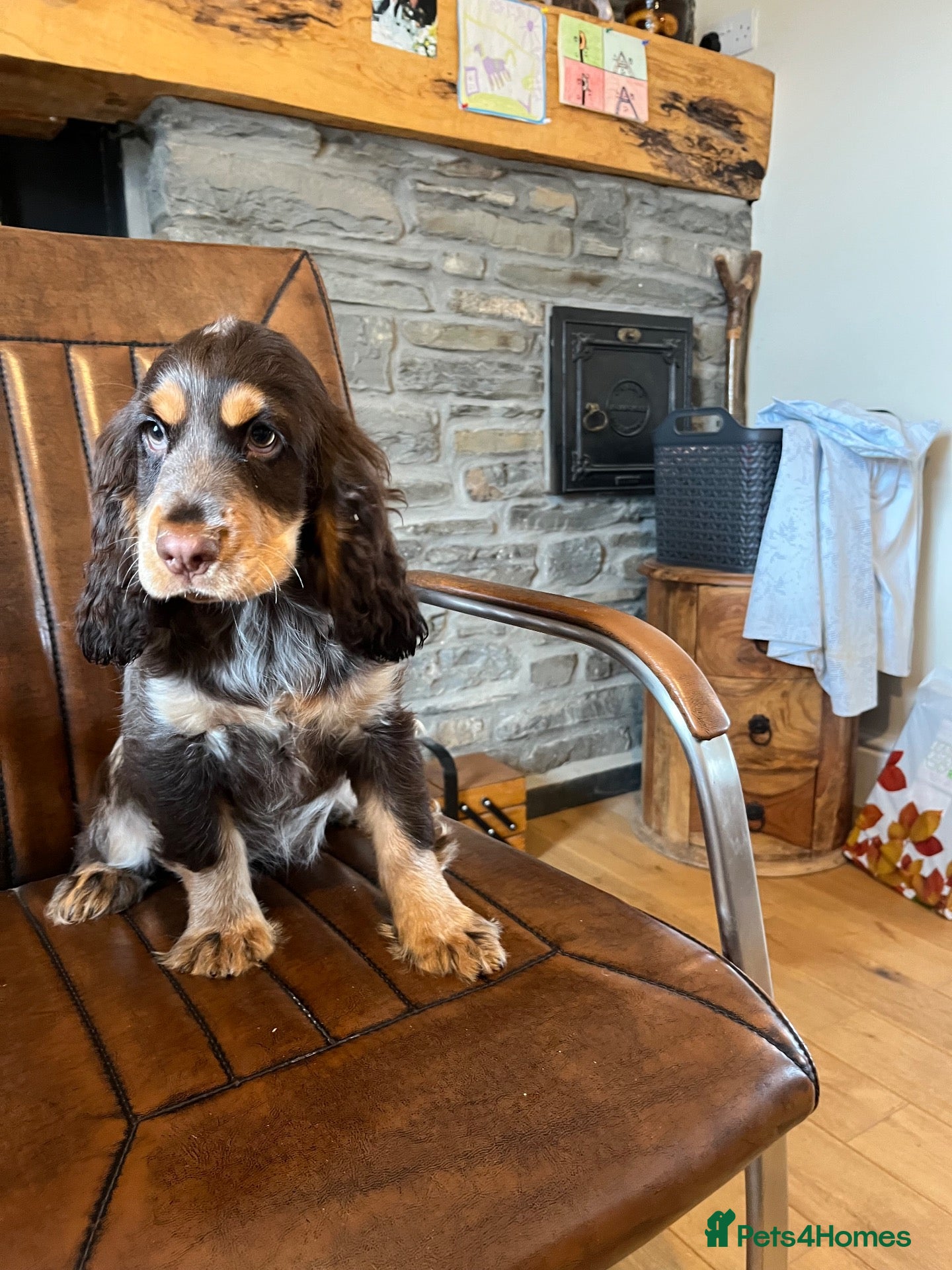 Cocker Spaniel dogs ⭐️ Health tested KC reg show type cocker 🐶  - Advert 1