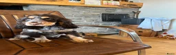 Cocker Spaniel dogs for sale: ⭐️ Health tested KC reg show type cocker 🐶  - Advert 2