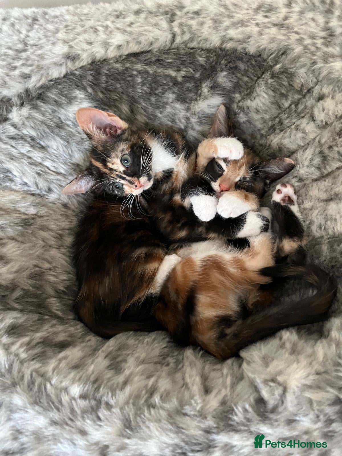 Mixed Breed cats 6 lovely female kittens.  - Advert 13