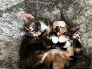 Mixed Breed cats 6 lovely female kittens. - Advert 1