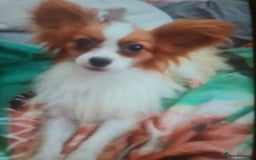 Papillon dogs for stud: Petite kc reg red sable papillon for stud only - Image 2