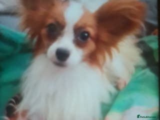 Papillon dogs kc reg proven red sable papillon for stud only - Advert 1