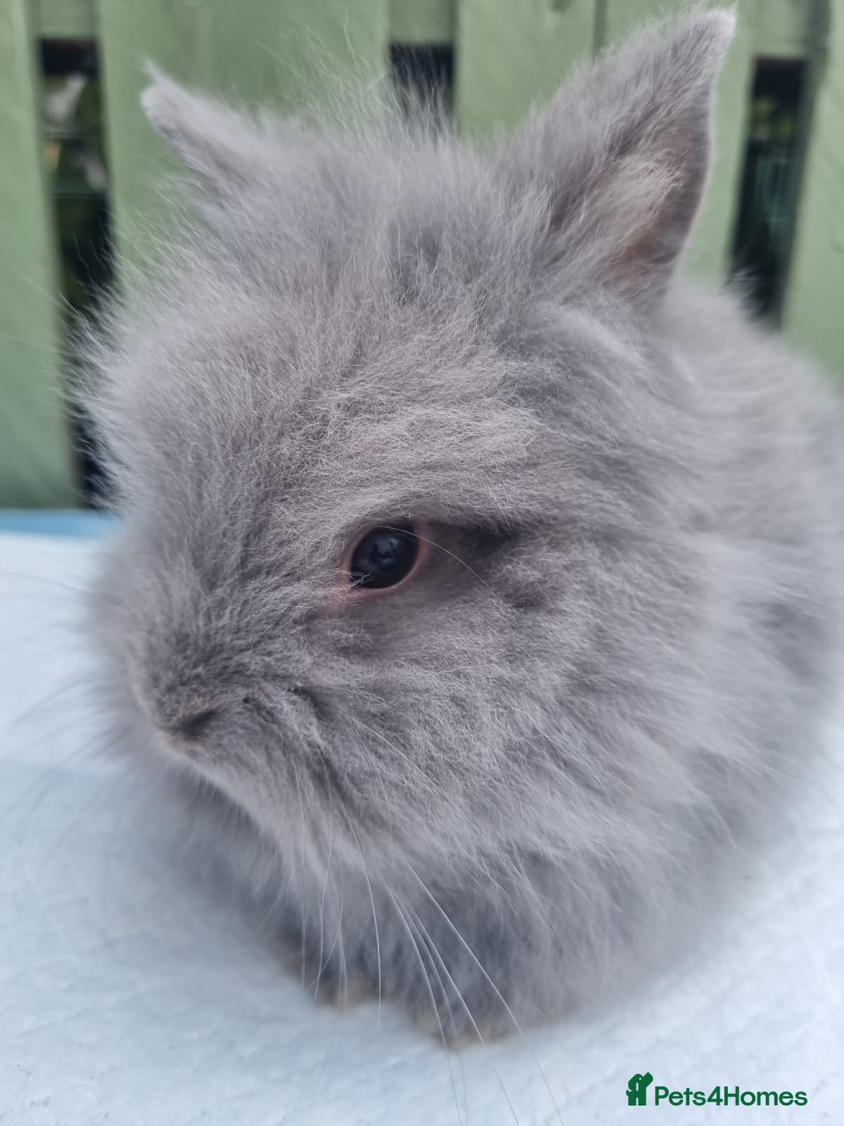 Lionhead rabbits for sale: Lionhead Rabbit - Advert 2