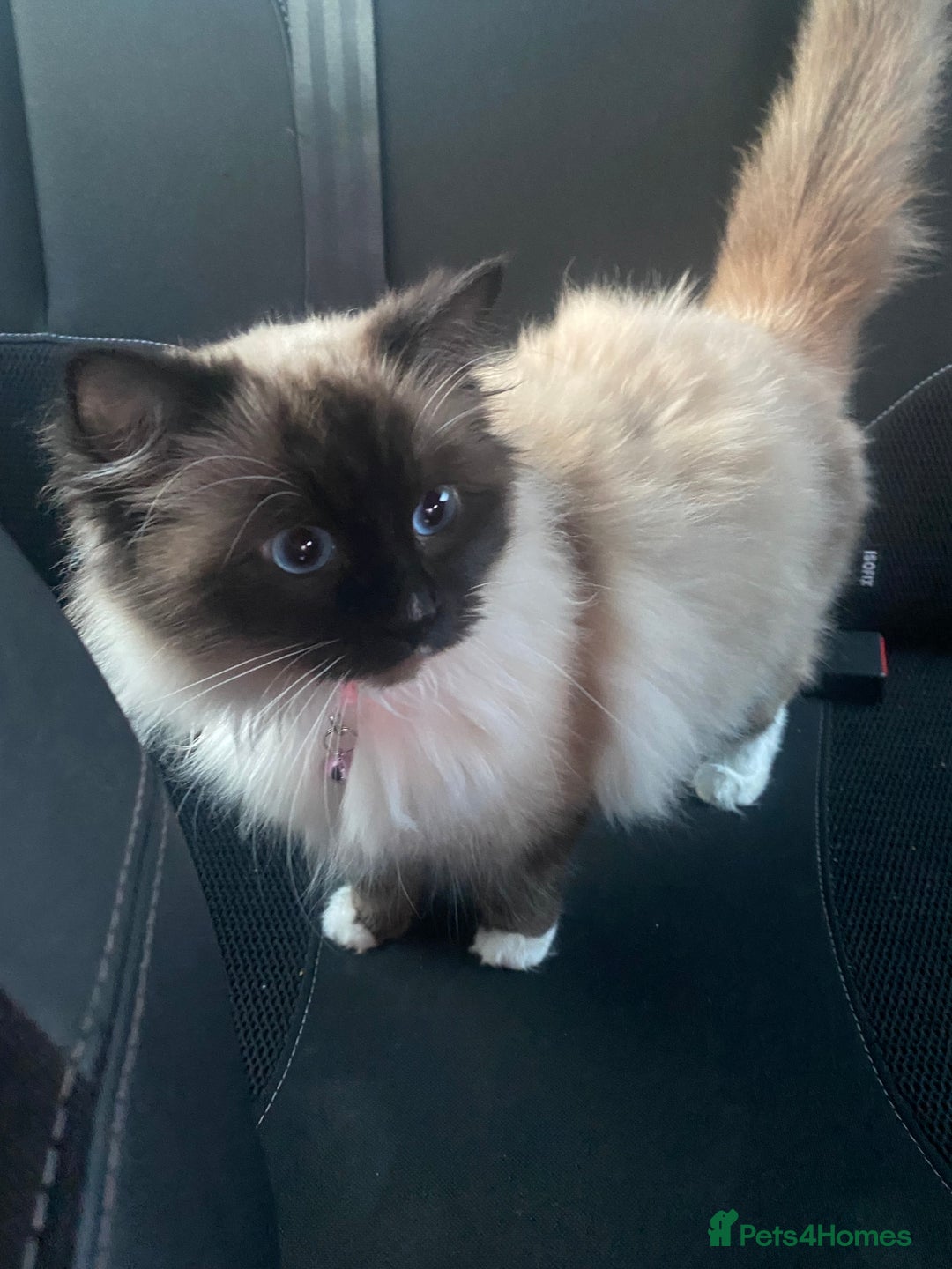 Ragdoll cats for sale: 2 beautiful rag doll kittens for sale - Advert 3