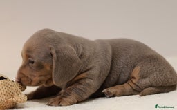 Miniature Dachshund dogs for sale: 5StarsLicensed+KC+PRAClear+VetChecked - Image 36