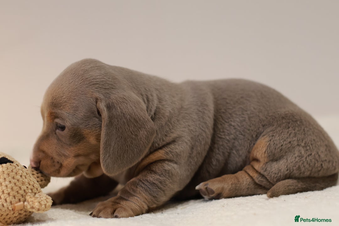 Miniature Dachshund dogs for sale: 5StarsLicensed+KC+PRAClear+VetChecked - Image 36