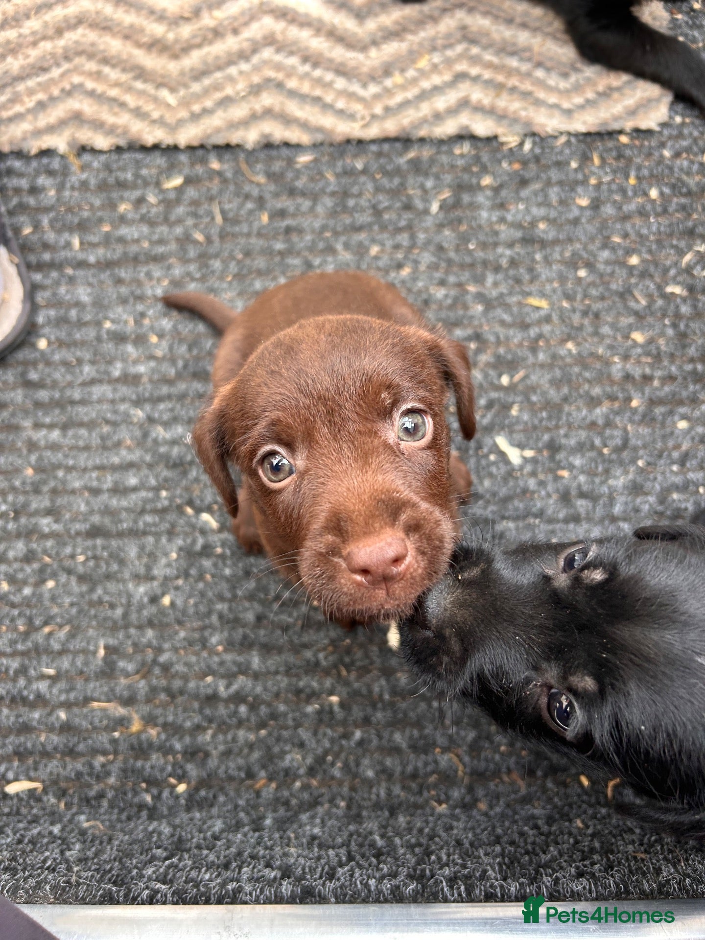 Patterdale Terrier dogs Patterdale Puppies - Advert 2