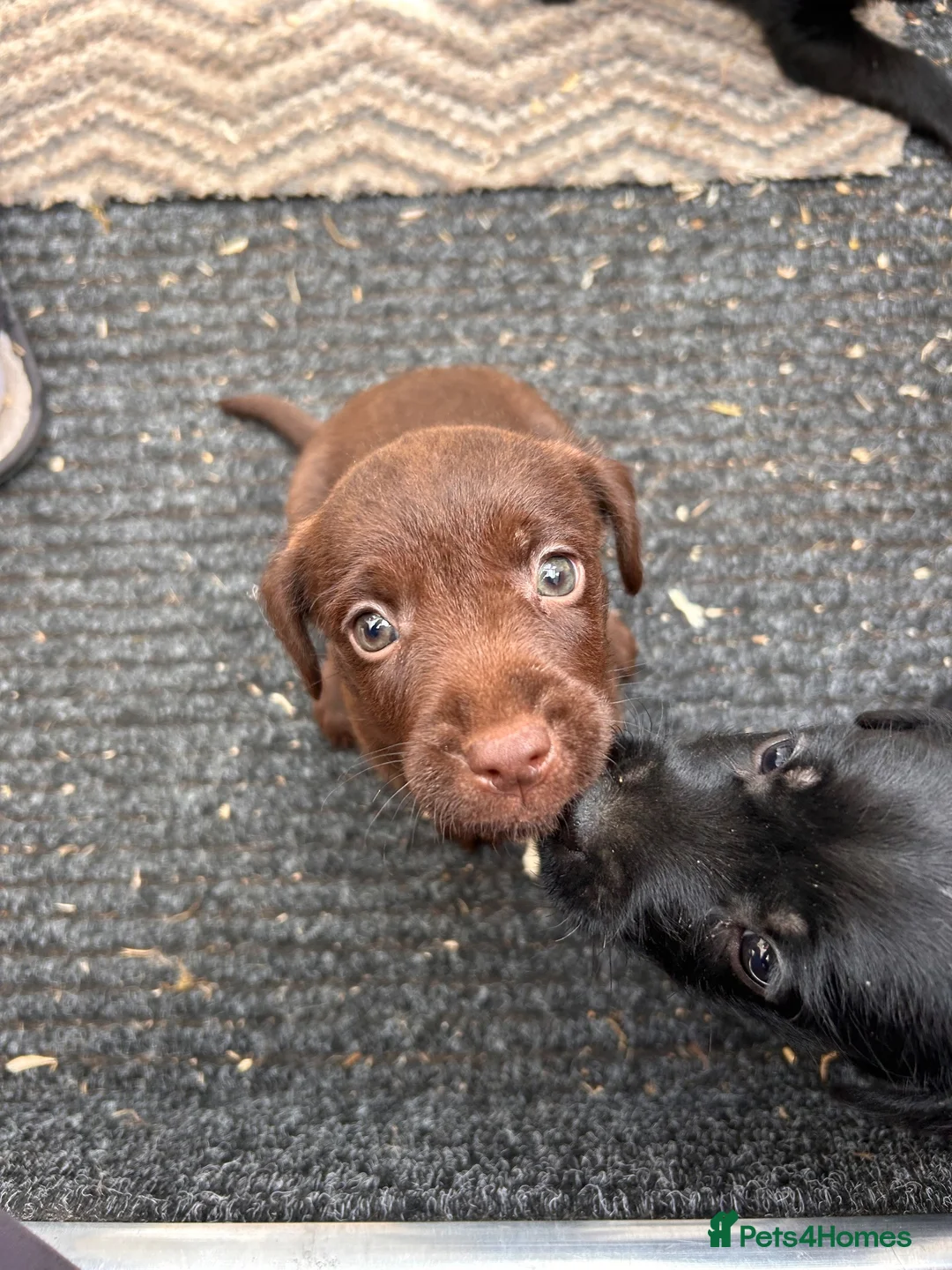 Patterdale Terrier dogs for sale: Patterdale Puppies - Advert 1