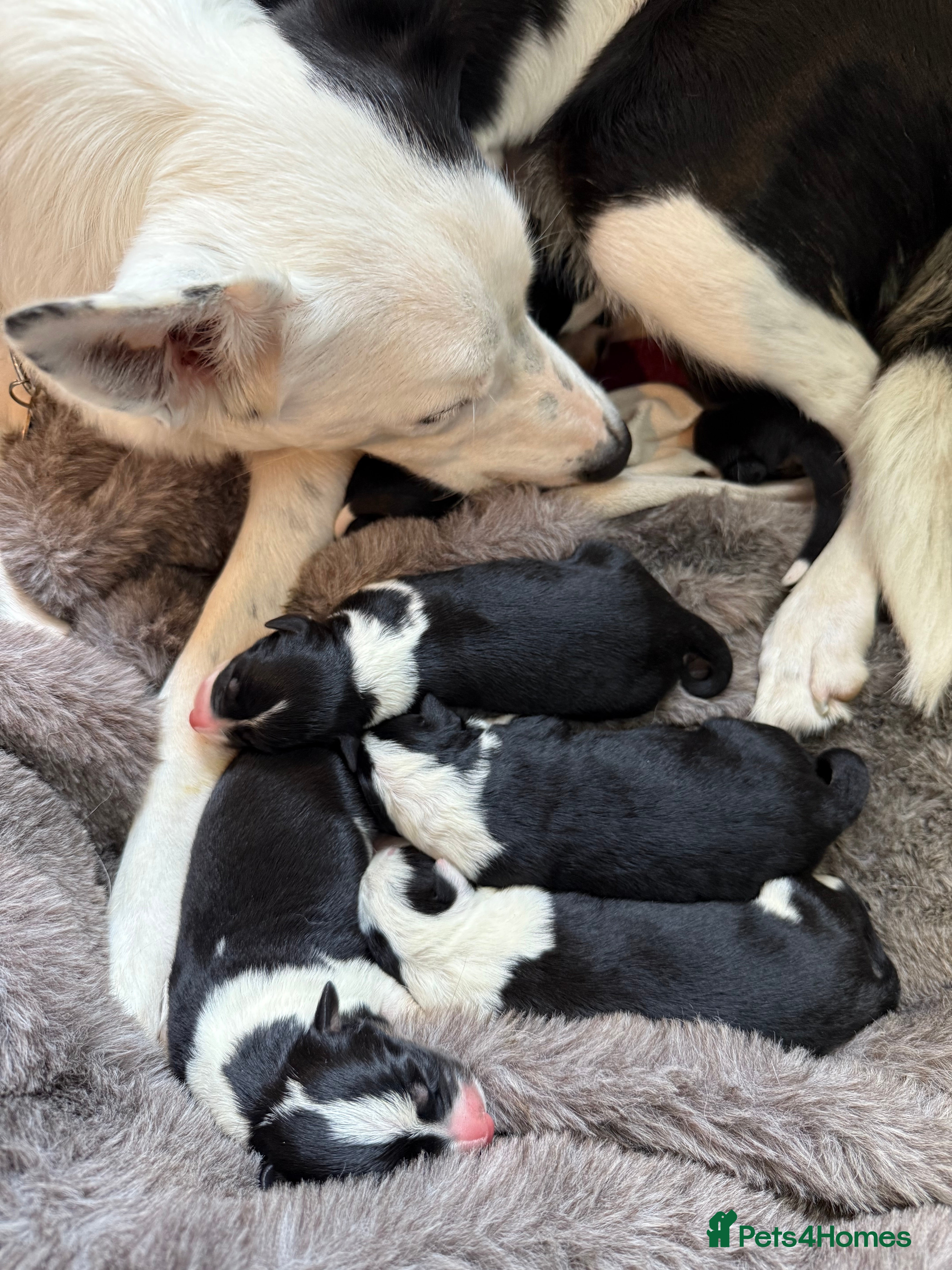 Border Collie dogs One border collie pup  - Advert 1