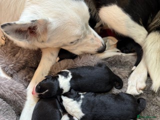 Border Collie dogs One border collie pup - Advert 14