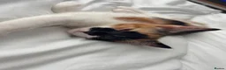 Domestic Shorthair cats for sale: Gorgeous calico kitten ready now - Advert 5