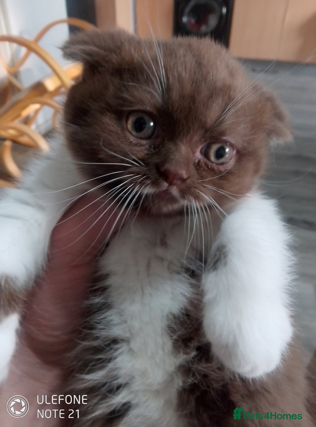 British Shorthair cats for sale: Last black boy  Teddy bear BSH - Image 5