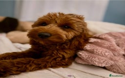 Cavapoo dogs for sale: Extensively Health Tested F1b Cavapoo Puppies  - Image 26