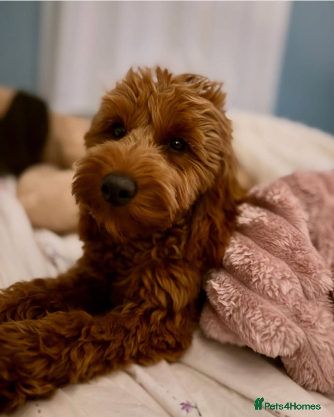 Cavapoo dogs for sale: Extensively Health Tested F1b Cavapoo Puppies  - Image 26