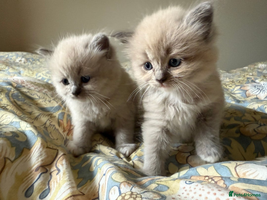 Ragdoll cats for sale: Beautiful mink point Ragdolls! 🩶🤍 - Image 24