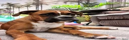 Boxer dogs for sale: Beautiful Boxer Puppy  - Advert 2