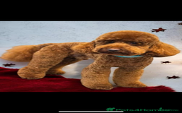 Labradoodle dogs for sale: Miniature Labradoodle  - Advert 22