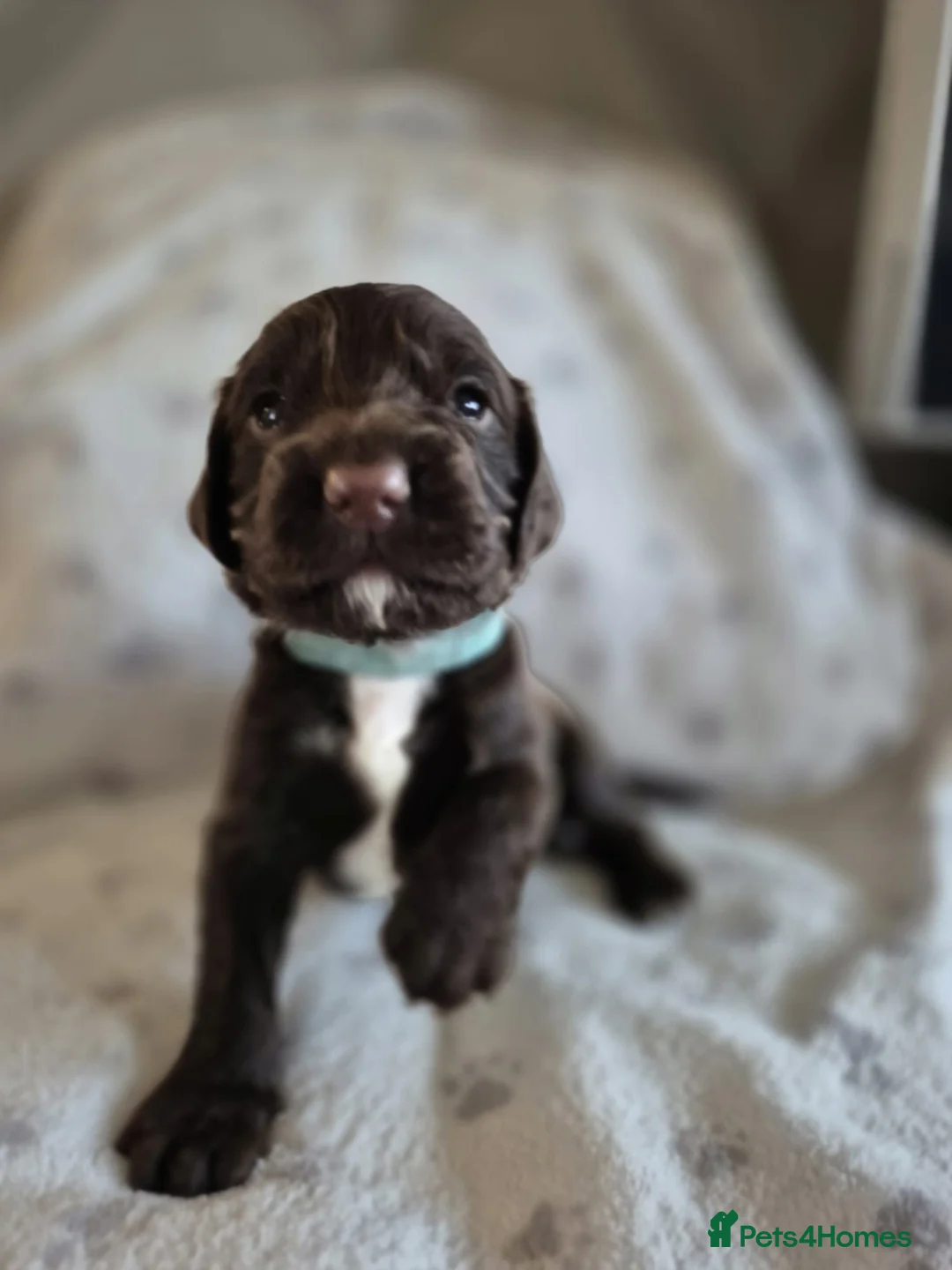 Sprocker dogs for sale: Exceptional home reared sprocker spaniel puppies.  - Advert 31