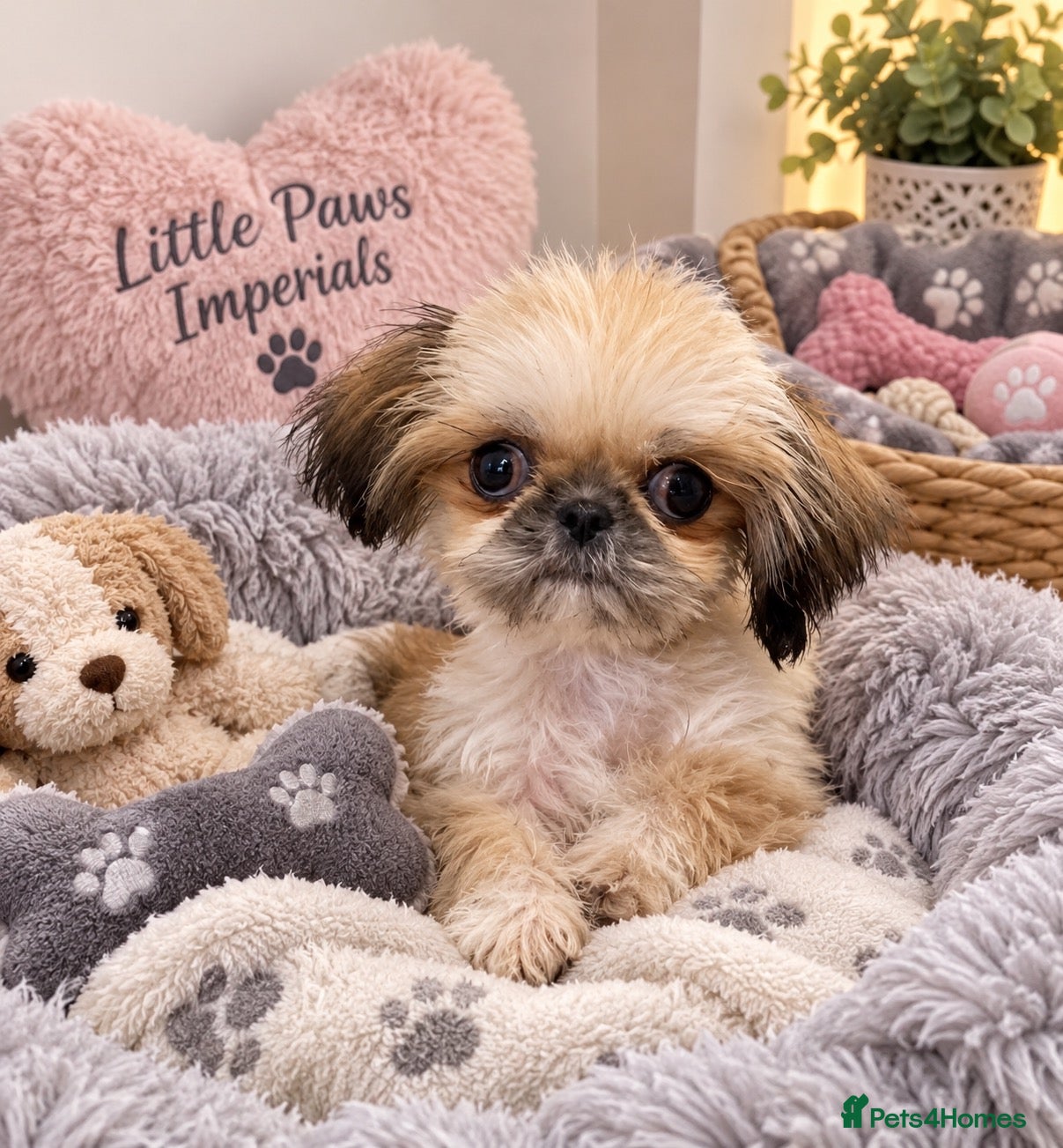 Shih Tzu dogs for sale:  PLEASE  READ FIRST PARAGRAPH   - Advert 1