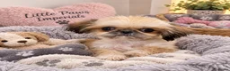 Shih Tzu dogs for sale:  PLEASE  READ FIRST PARAGRAPH   - Advert 1