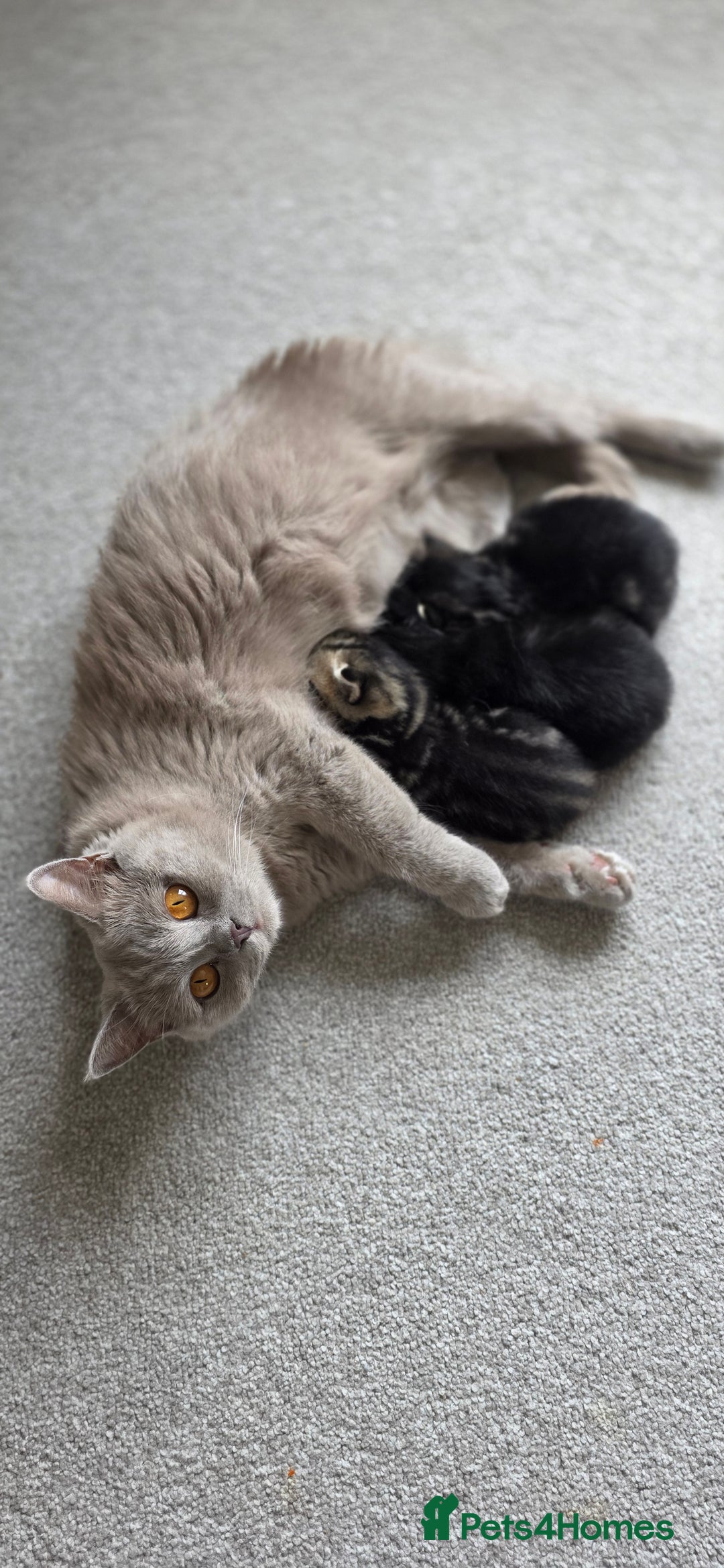 Mixed Breed cats for sale: Three Mixed kittens ( british short hair mother ) - Image 10