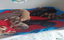 Cocker Spaniel dogs for sale: Cocker spaniel pups  - Image 9