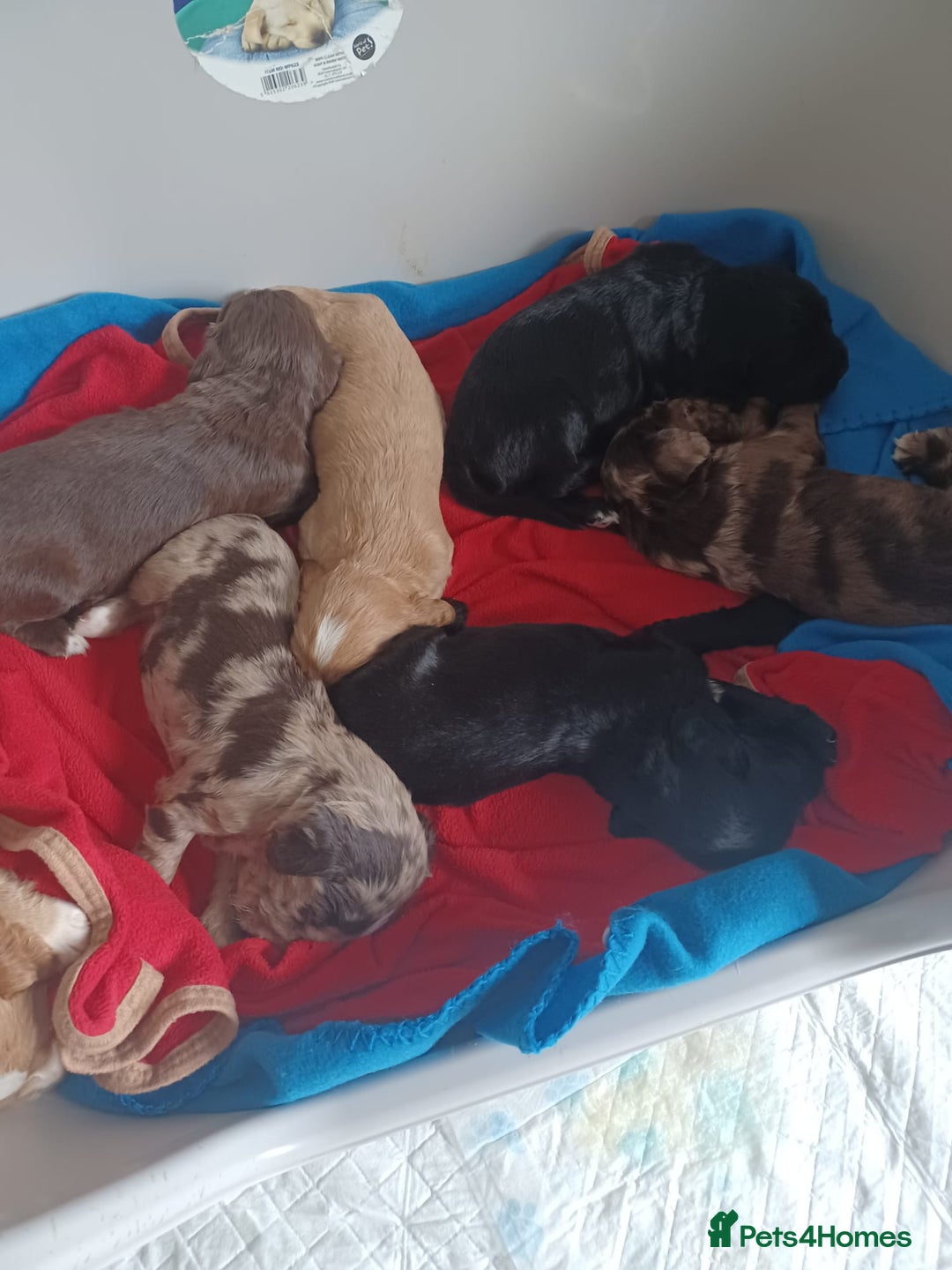 Cocker Spaniel dogs for sale: Cocker spaniel pups  - Image 9