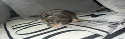 Miniature Dachshund dogs for sale: Long haired miniature dachshund Puppies  in Salford - Advert 9