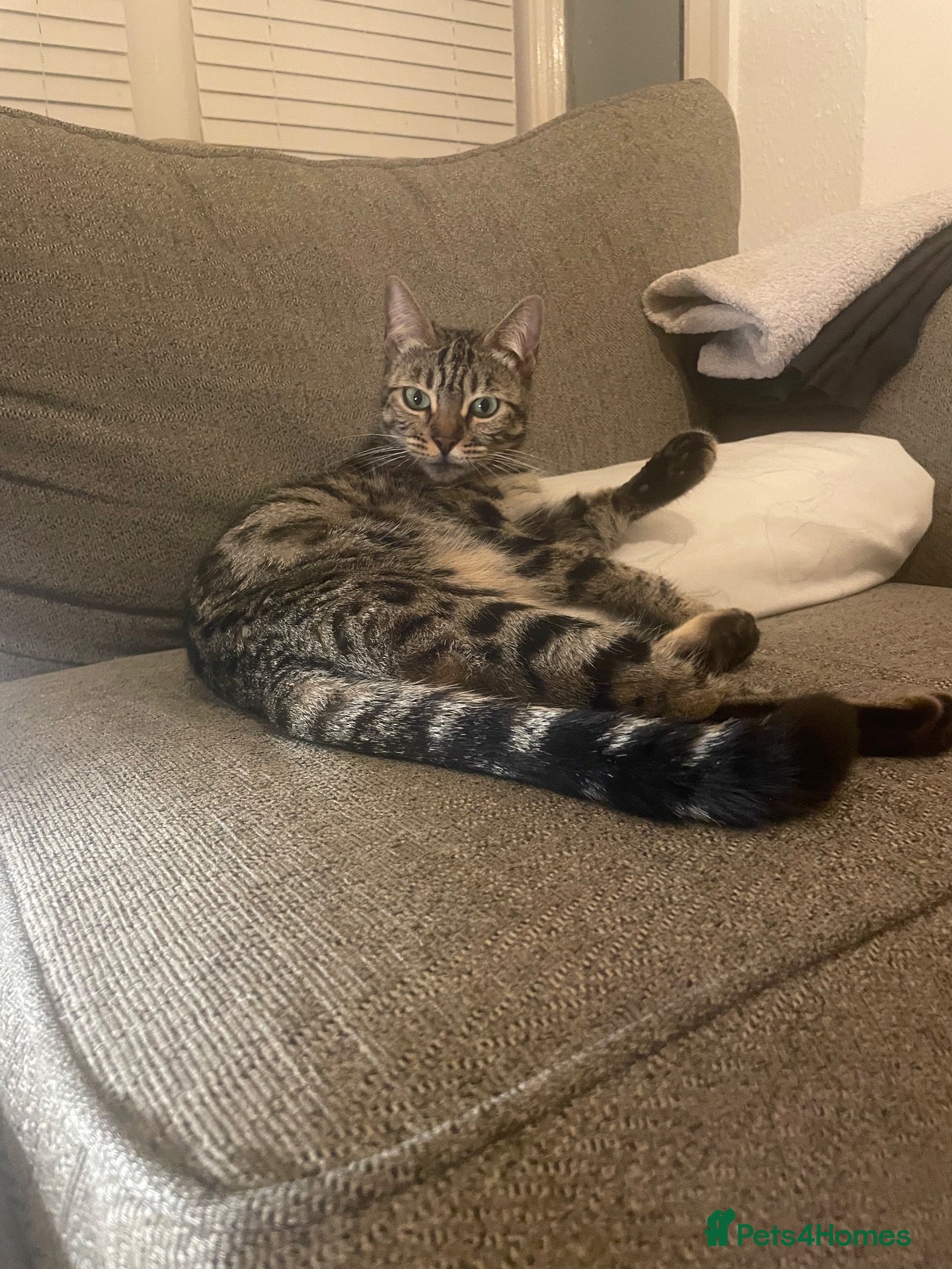Mixed Breed cats 4 beautiful Bengal x sisters  - Advert 1