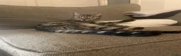 Mixed Breed cats for sale: 4 beautiful Bengal x sisters  in London - Advert 1