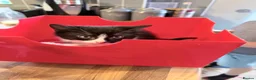 Mixed Breed cats for sale: 3 cute and playful kittens  - Advert 3