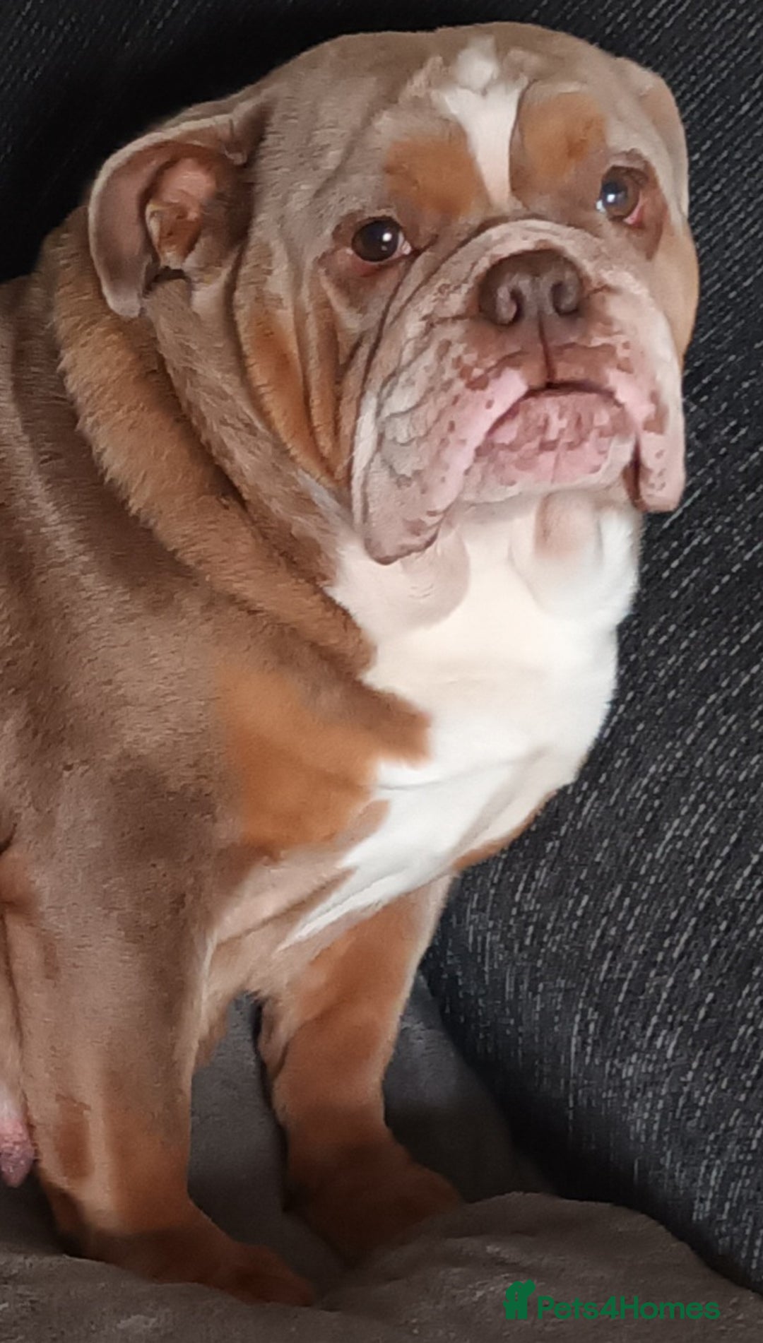 English Bulldog dogs for sale: Dwkc englìsh bulldog puppies  - Image 2
