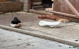 Doves birds for sale: Piegons  - Image 5