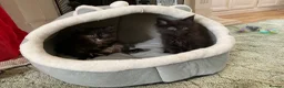 Maine Coon cats for sale: Maine Coon Kittens 2 males  - Advert 2
