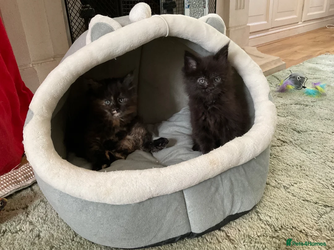 Maine Coon cats for sale: Maine Coon Kittens 2 males  - Advert 2