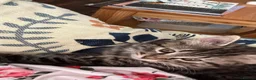 Siberian cats for sale: Siberian girl - Advert 6