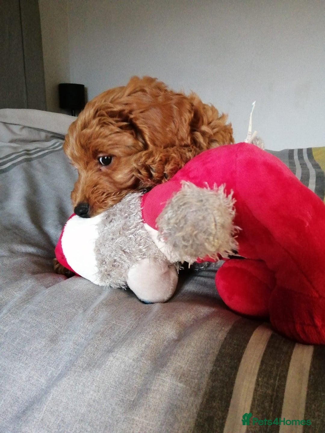 Cockapoo dogs for sale: Last stunning boy cockerpoo - Advert 3