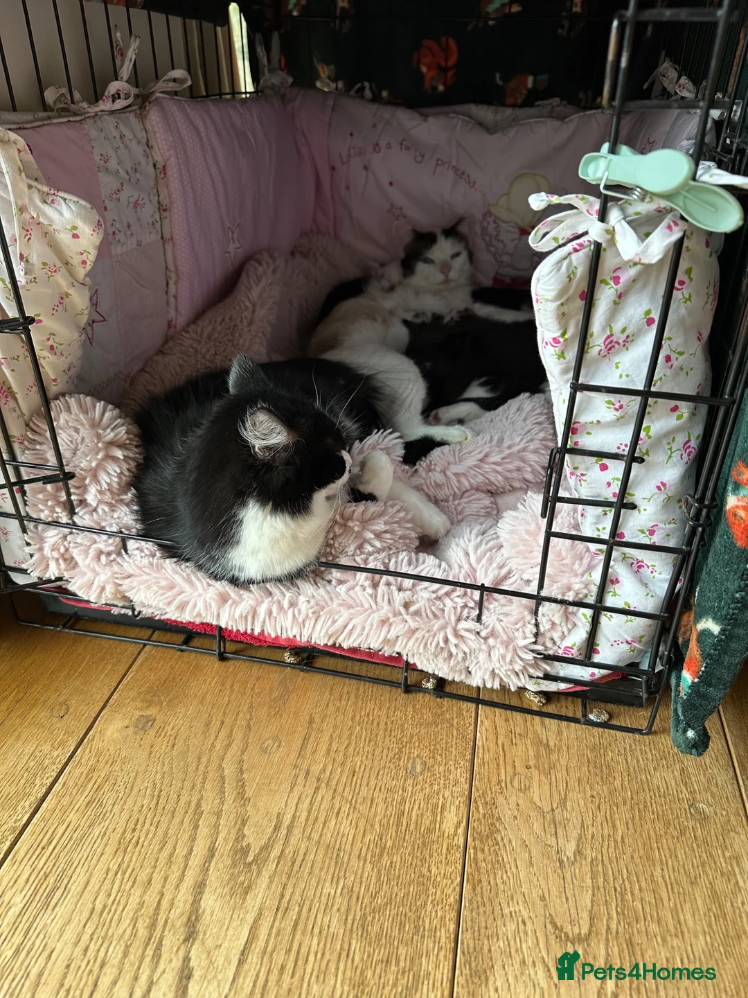 Mixed Breed cats for sale: Kittens - Brothers ‘Spot & Dot’  - Advert 1