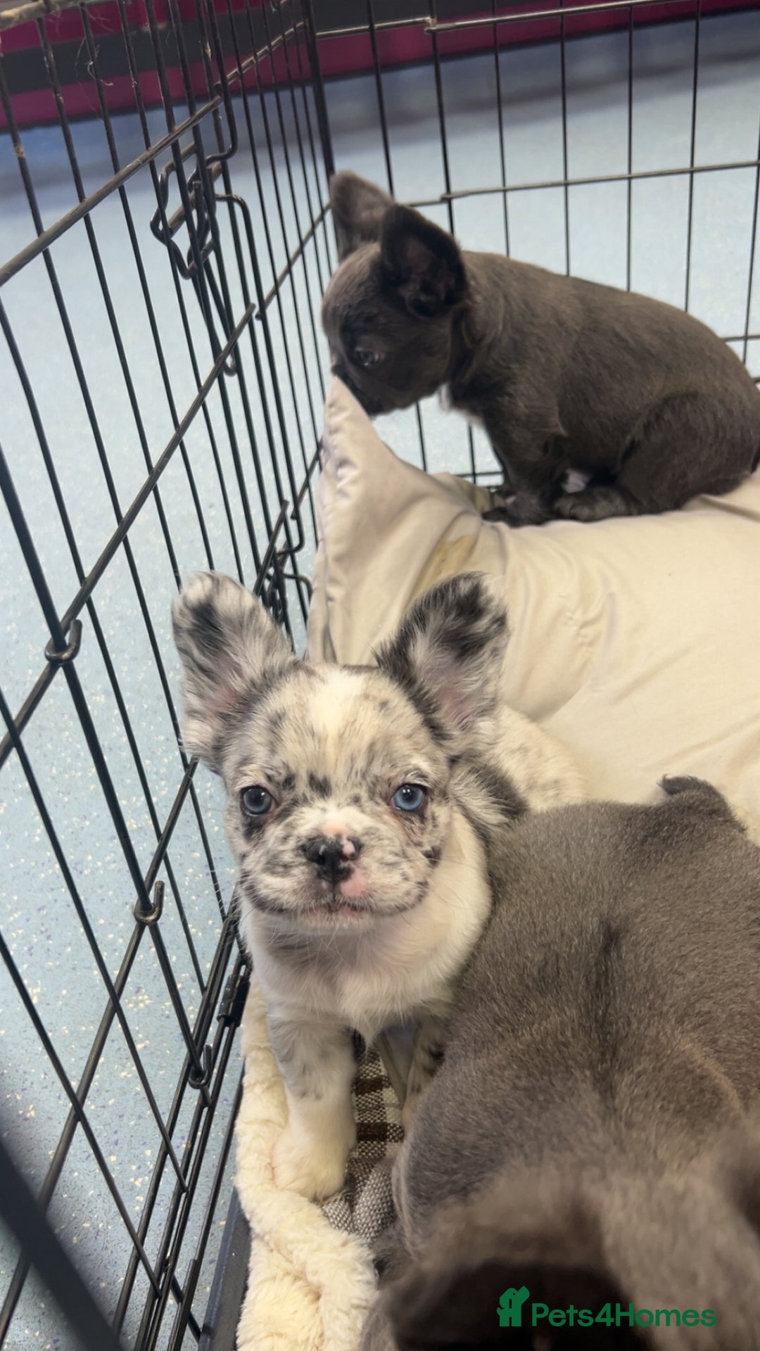 French Bulldog dogs for sale: Two, 10 Week Fluffy French Bulldogs  - Advert 4