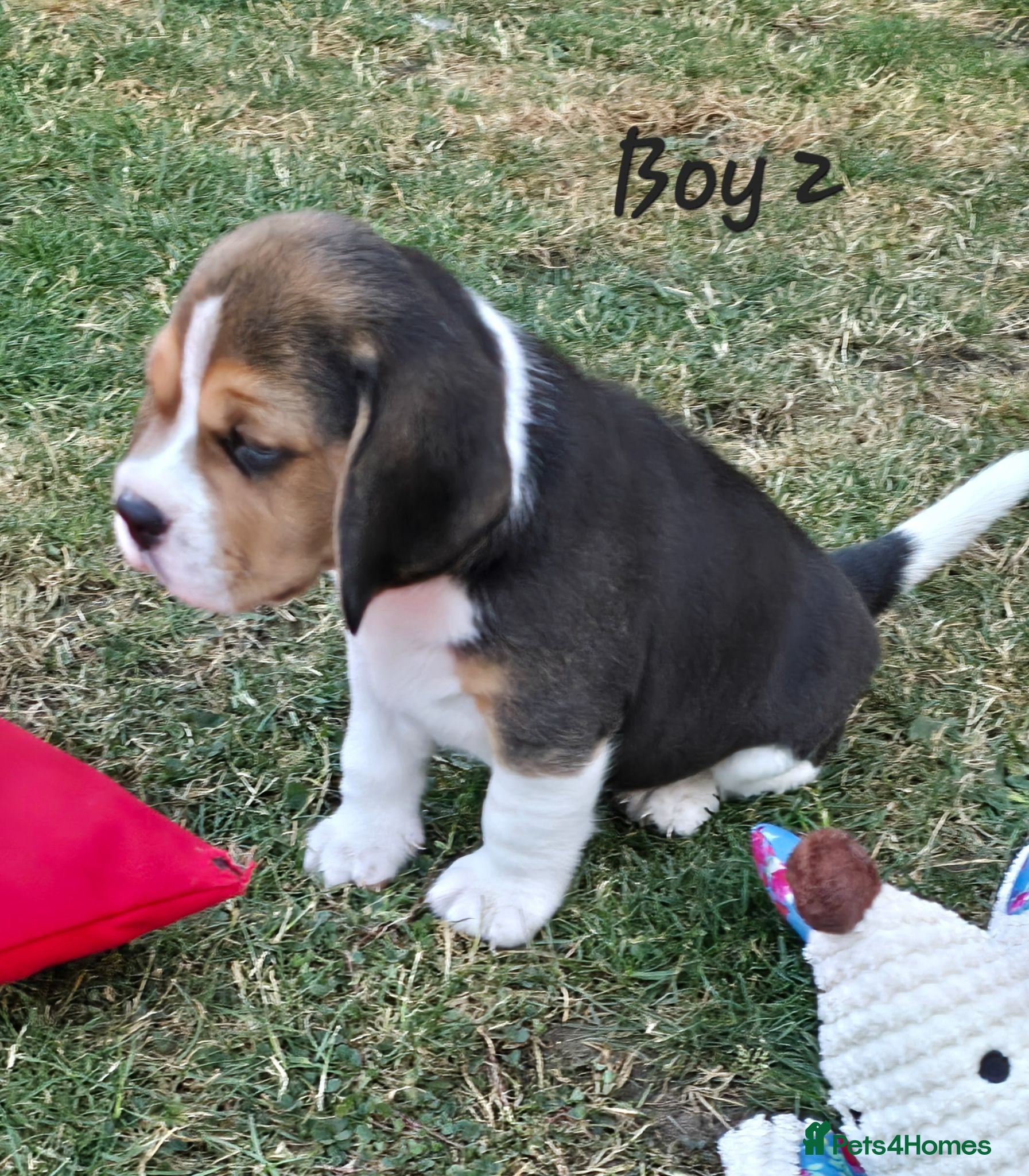 Beagle dogs Gorgeous KC reg puppies - Advert 2