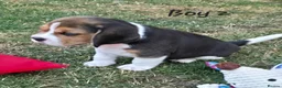 Beagle dogs for sale: Gorgeous KC reg puppies - Advert 2