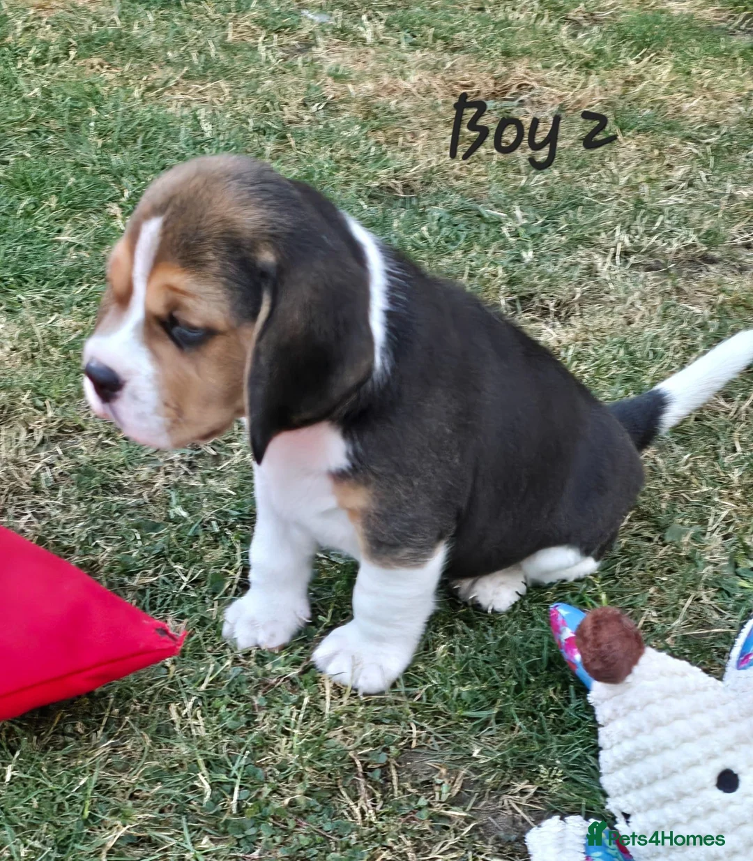 Beagle dogs for sale: Gorgeous KC reg puppies - Advert 2