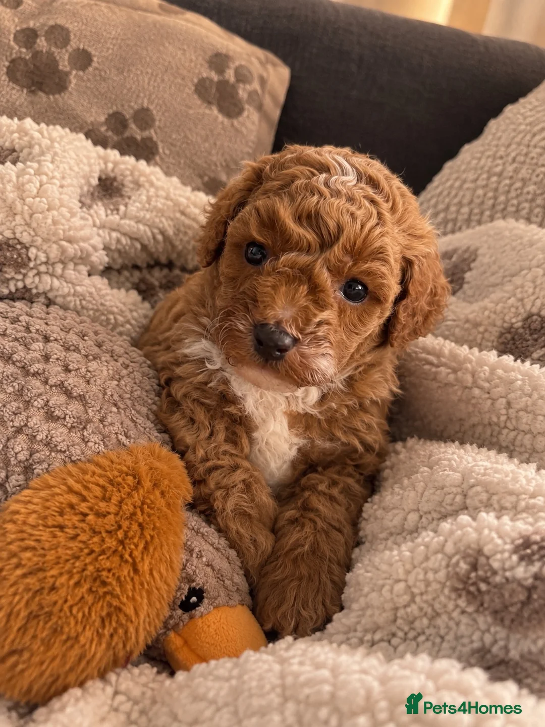 Poochon dogs for sale: Mini asian poochon puppies  - Advert 2