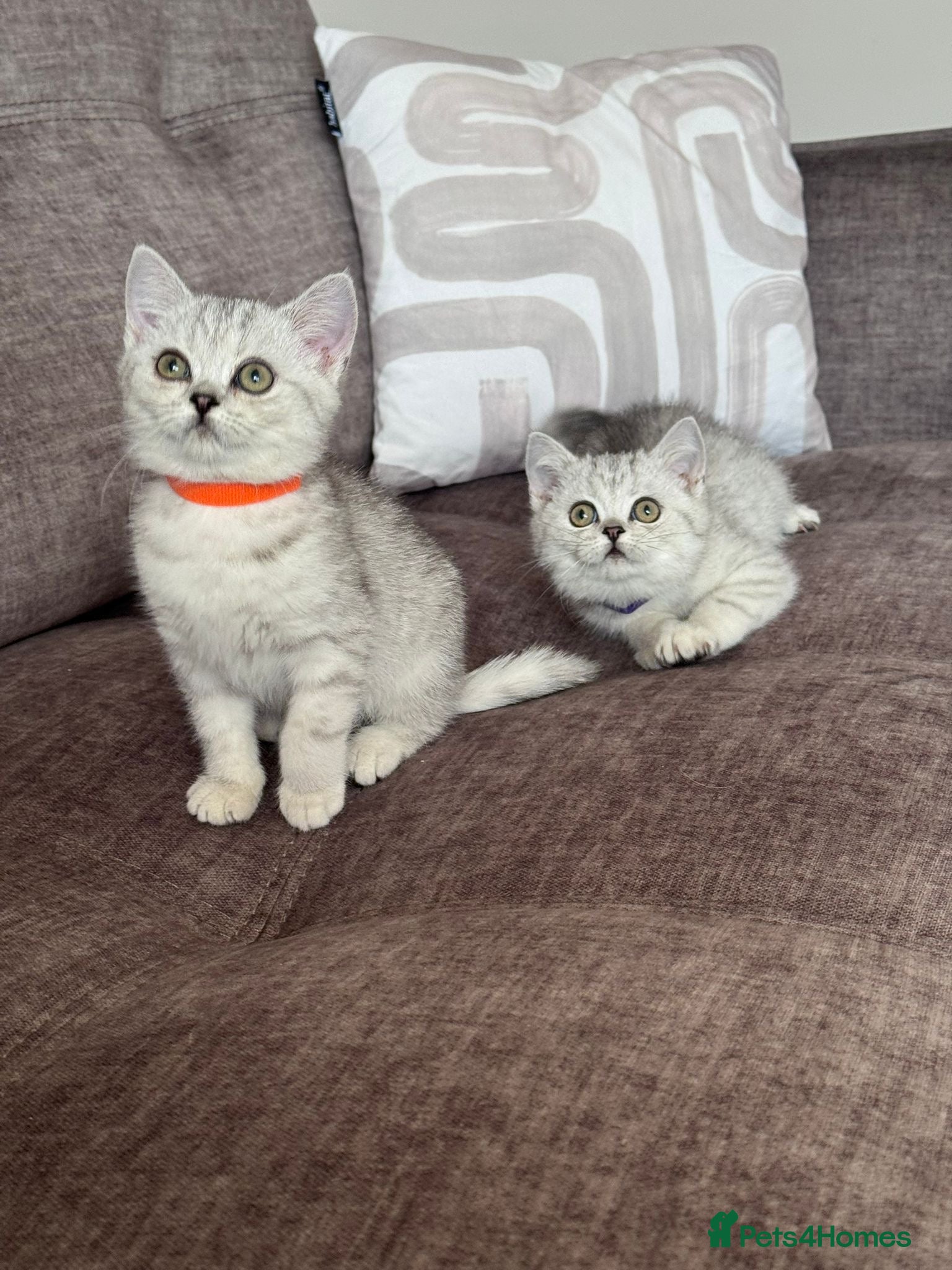 British Shorthair cats TICA Reg.BSH Black Silver Spotted Tabby kittens - Advert 10